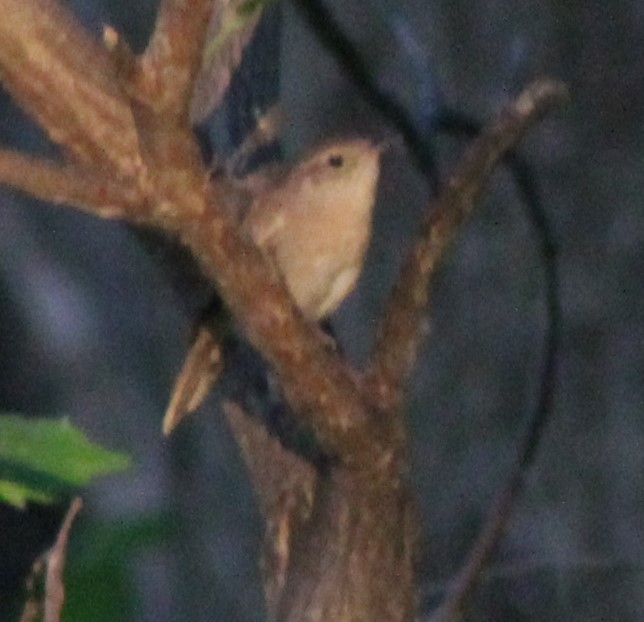 Northern House Wren - ML638775477
