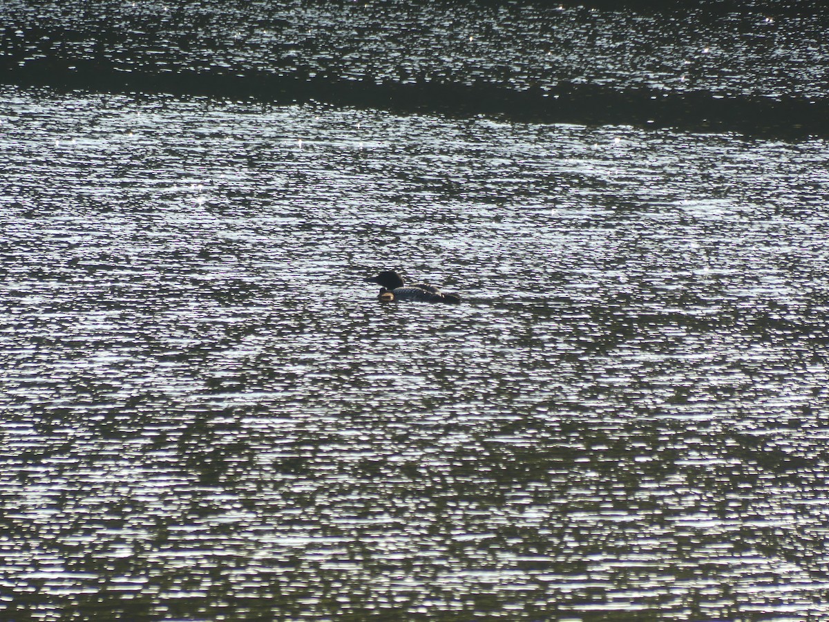 Common Loon - ML638775478