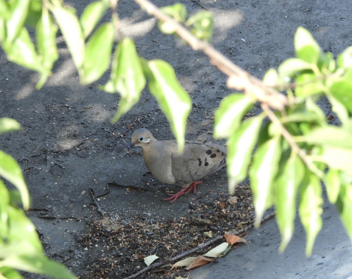 Mourning Dove - ML638775488