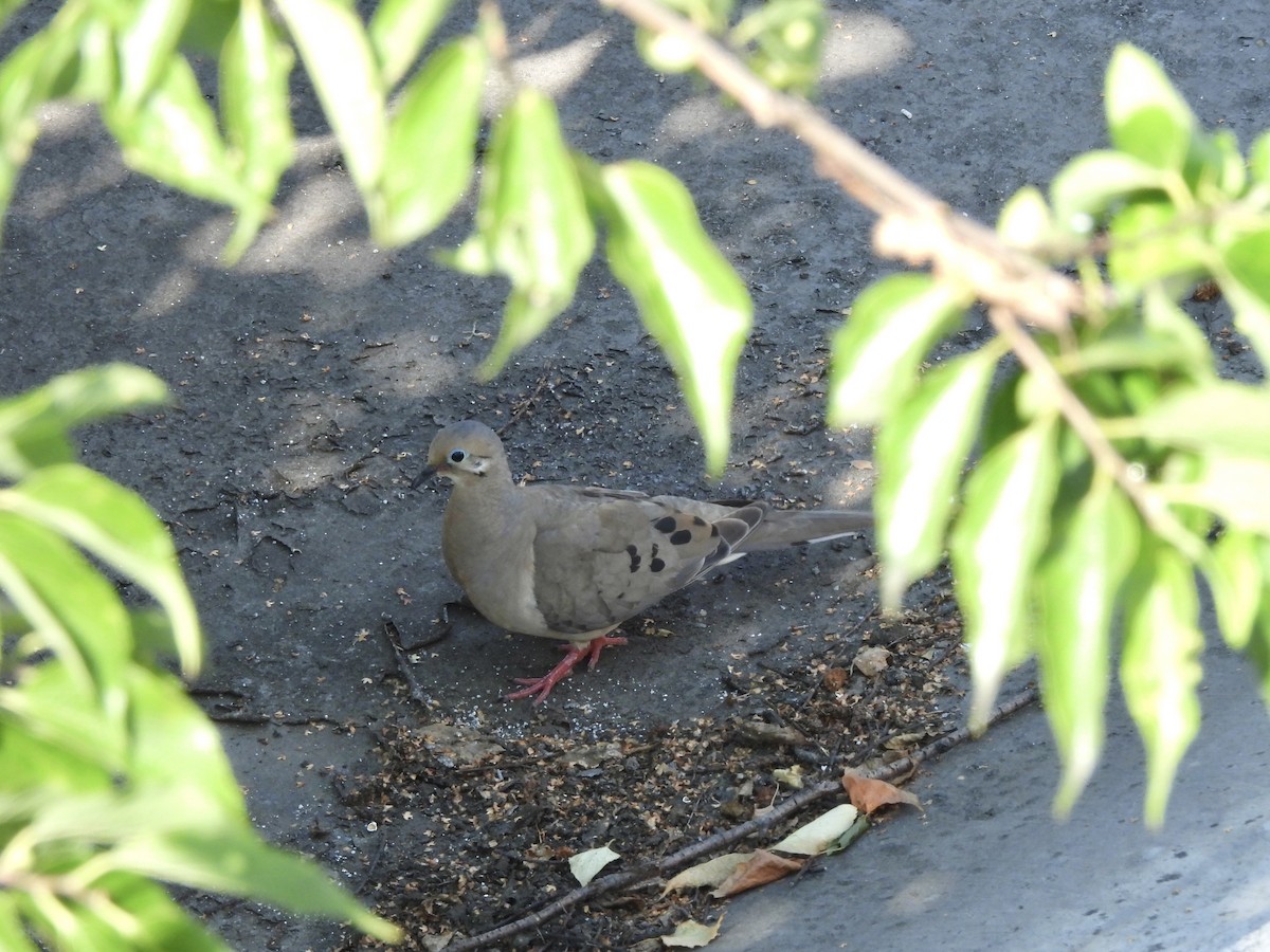 Mourning Dove - ML638775489