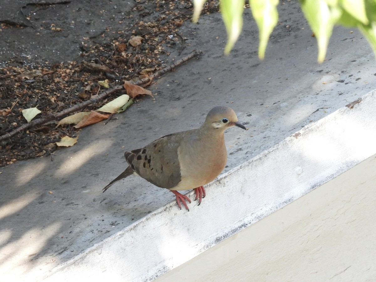 Mourning Dove - ML638775495