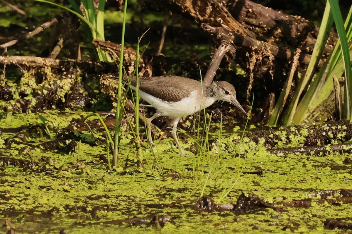 Spotted Sandpiper - ML638775500