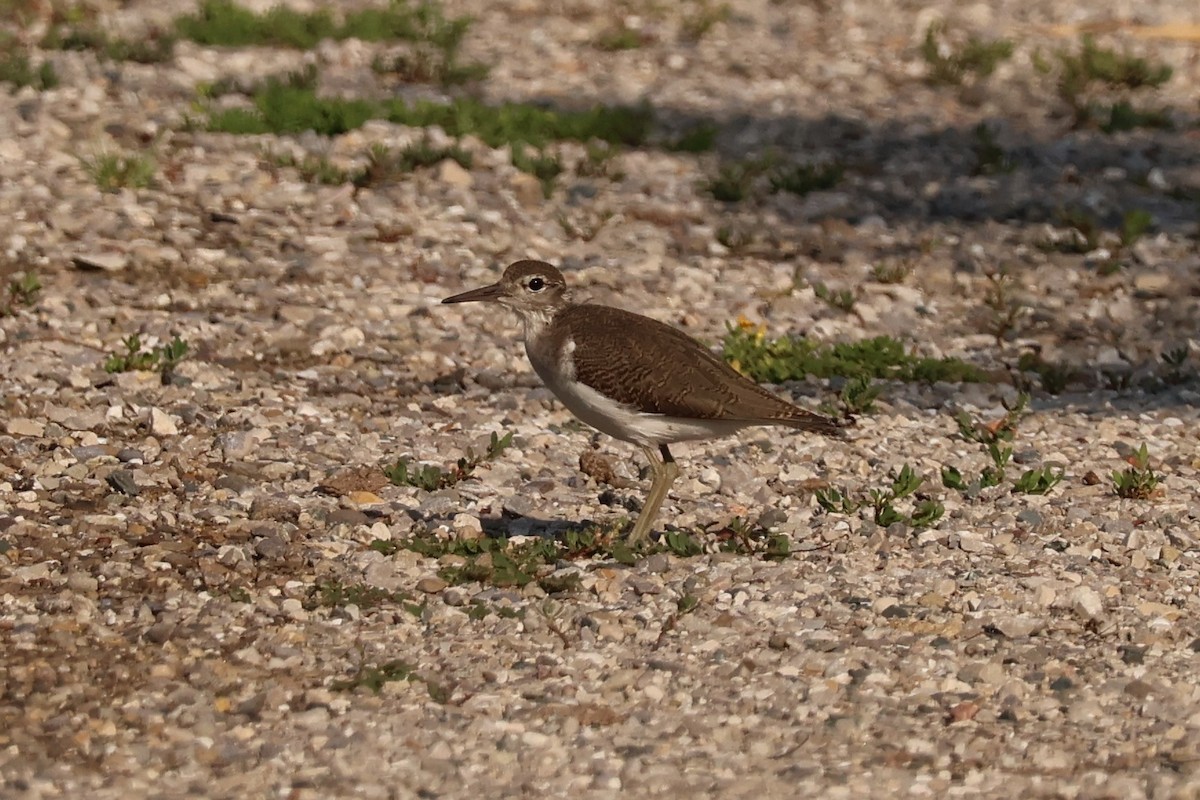 Spotted Sandpiper - ML638775508