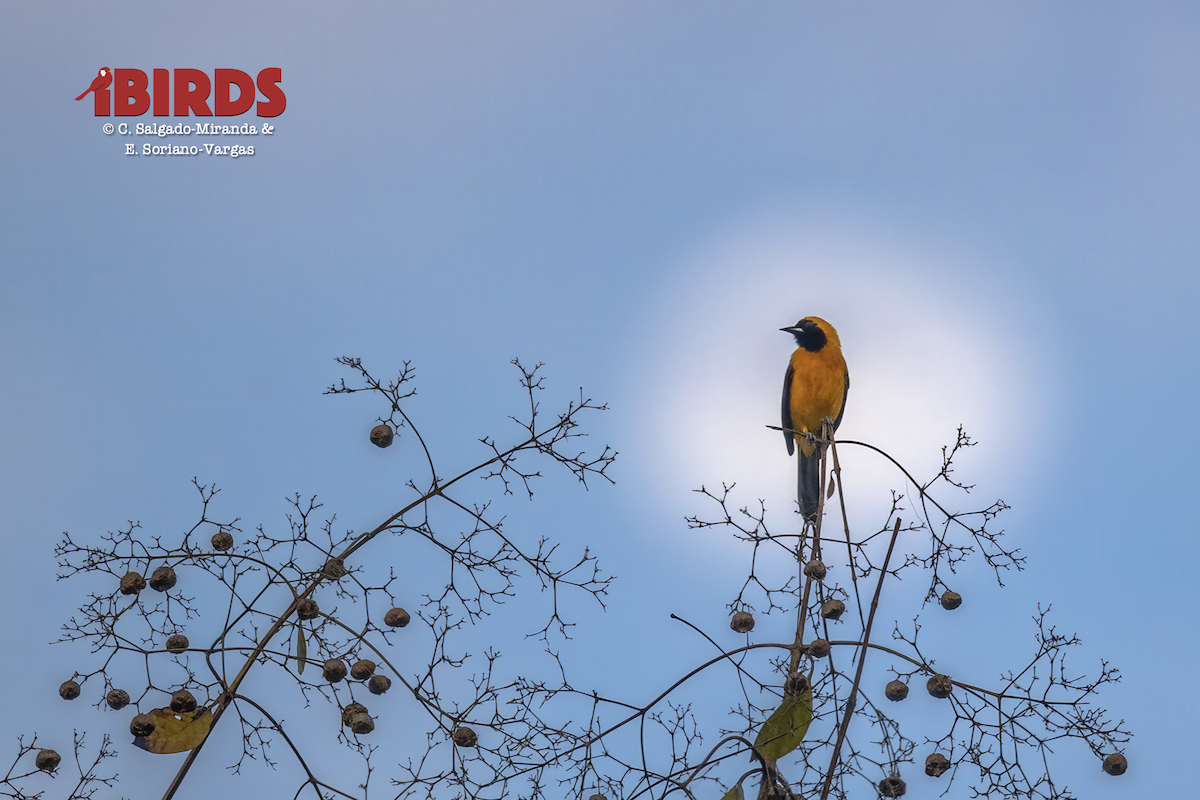 Yellow-backed Oriole - ML638775533