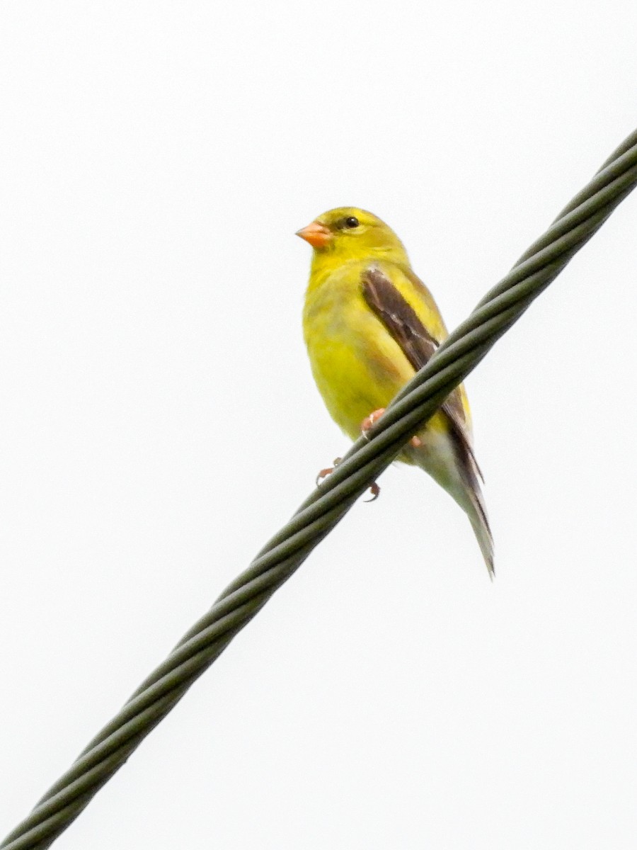 American Goldfinch - ML638775550