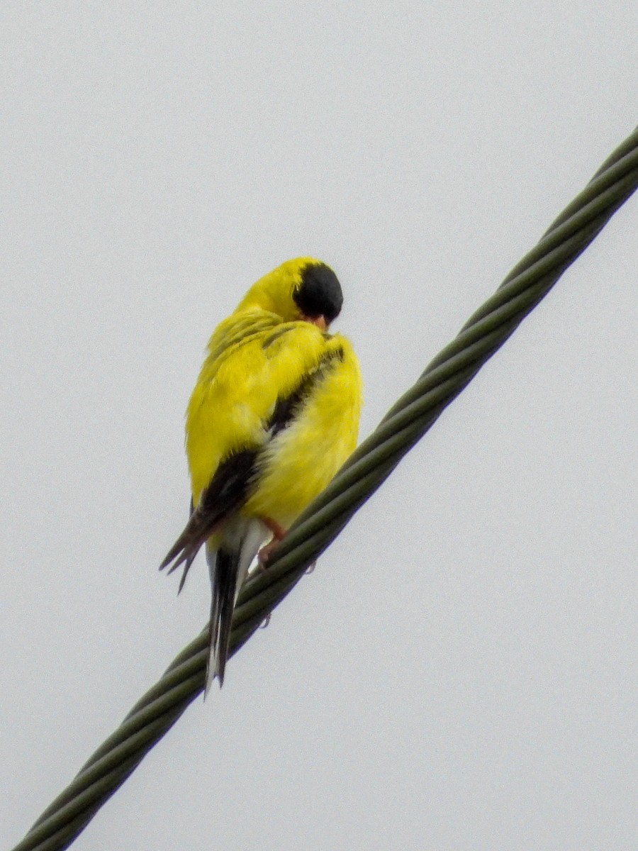 American Goldfinch - ML638775551