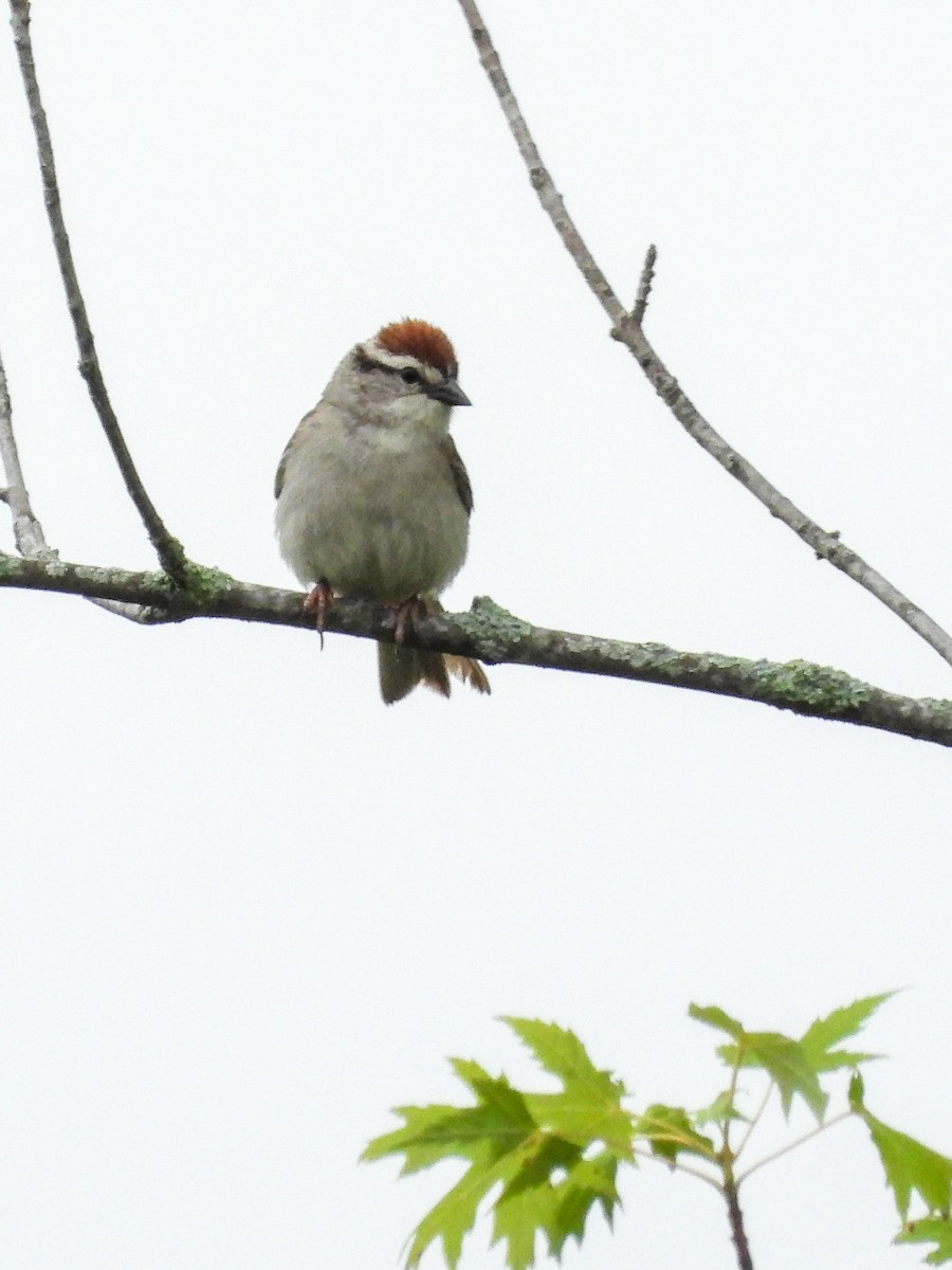 Chipping Sparrow - ML638775563