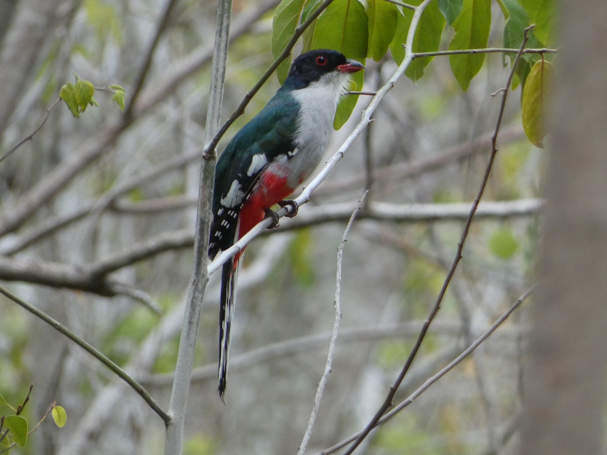 Cuban Trogon - ML638775582
