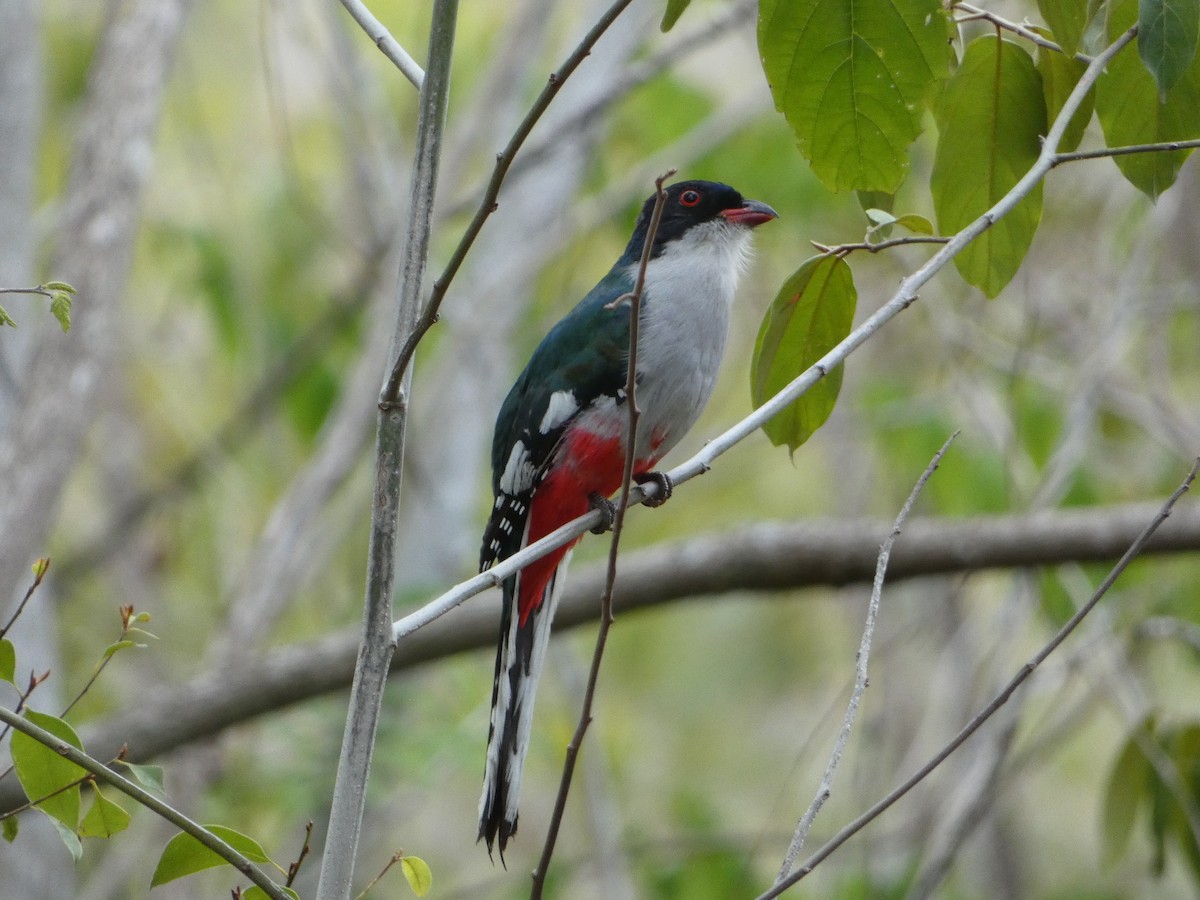 Cuban Trogon - ML638775588