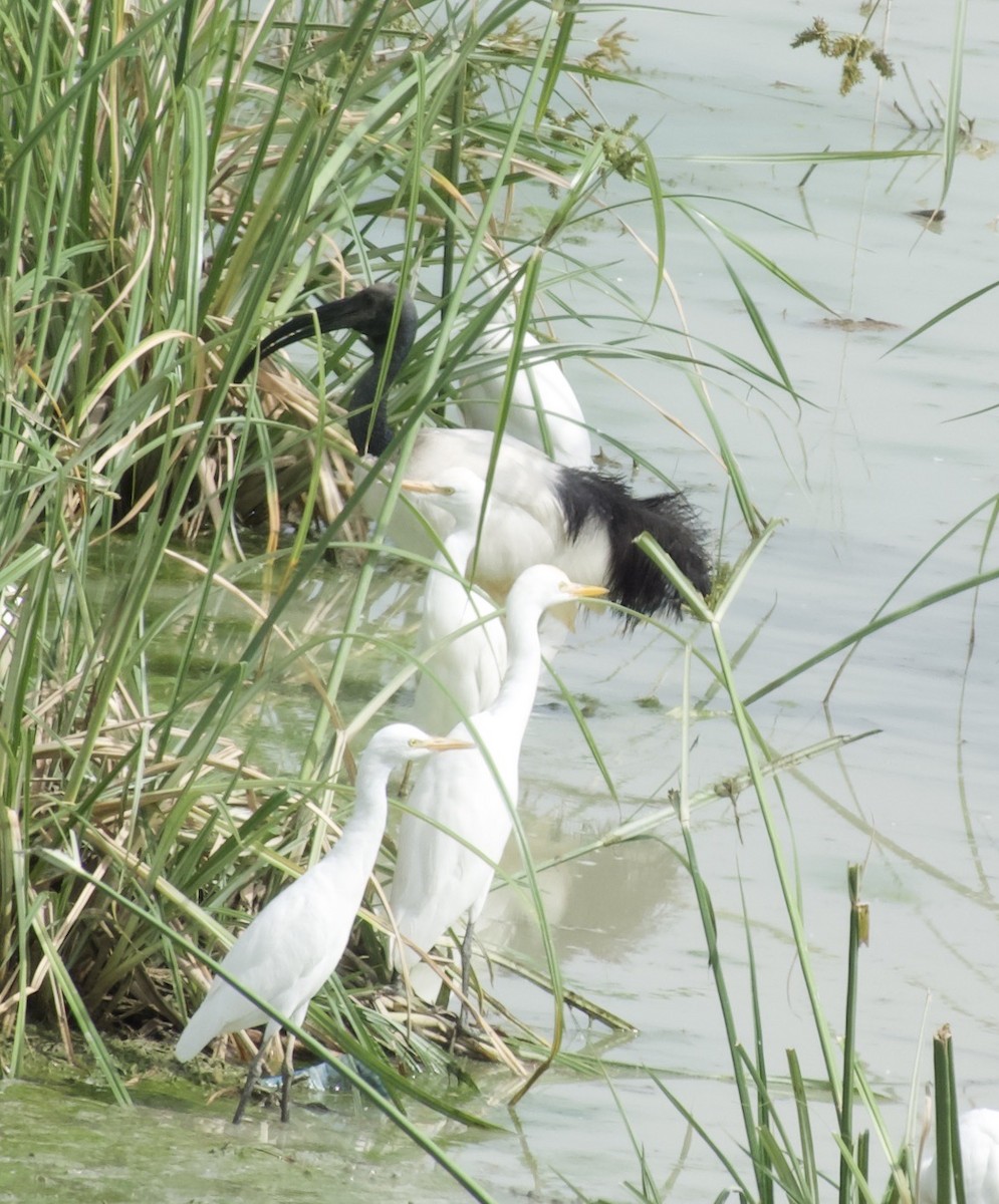 African Sacred Ibis - ML638775589