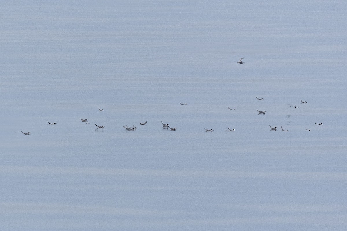 Peruvian Tern - ML638775628