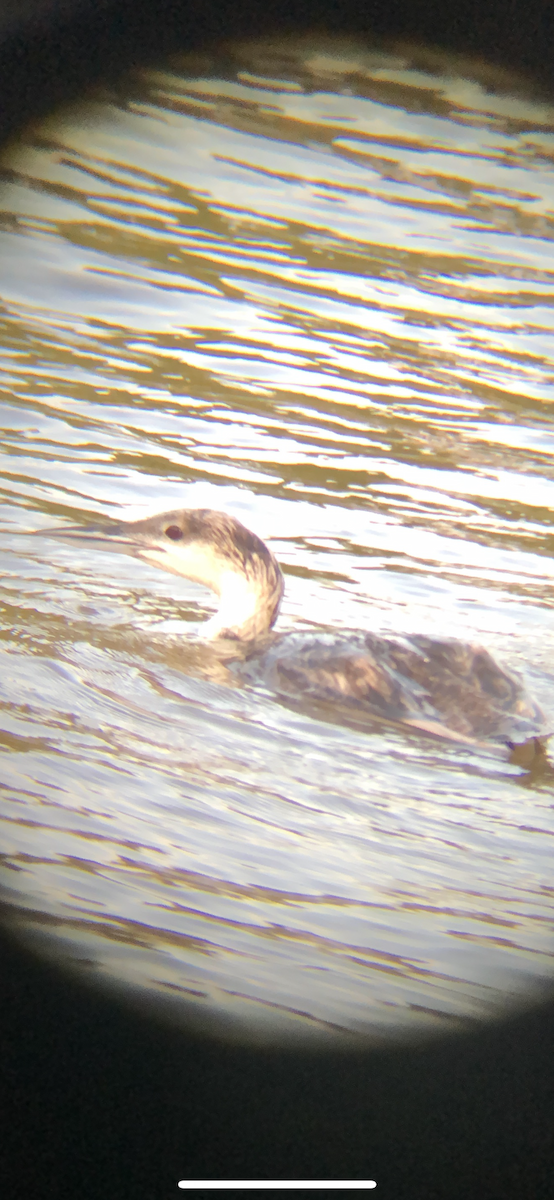 Common Loon - ML638775641