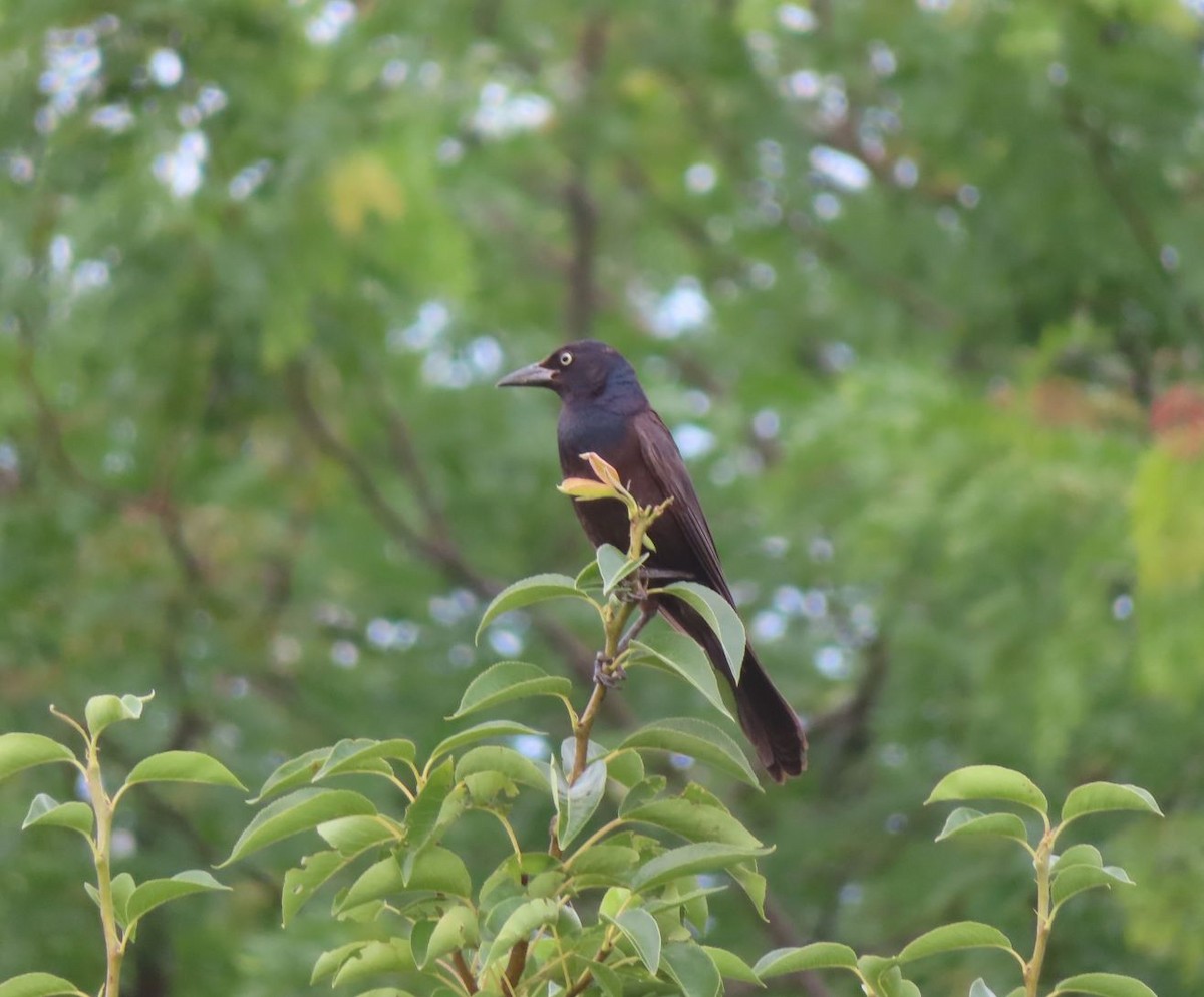 Common Grackle - ML638775654