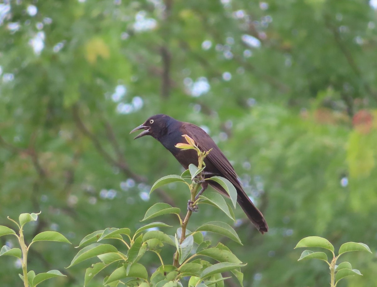 Common Grackle - ML638775667