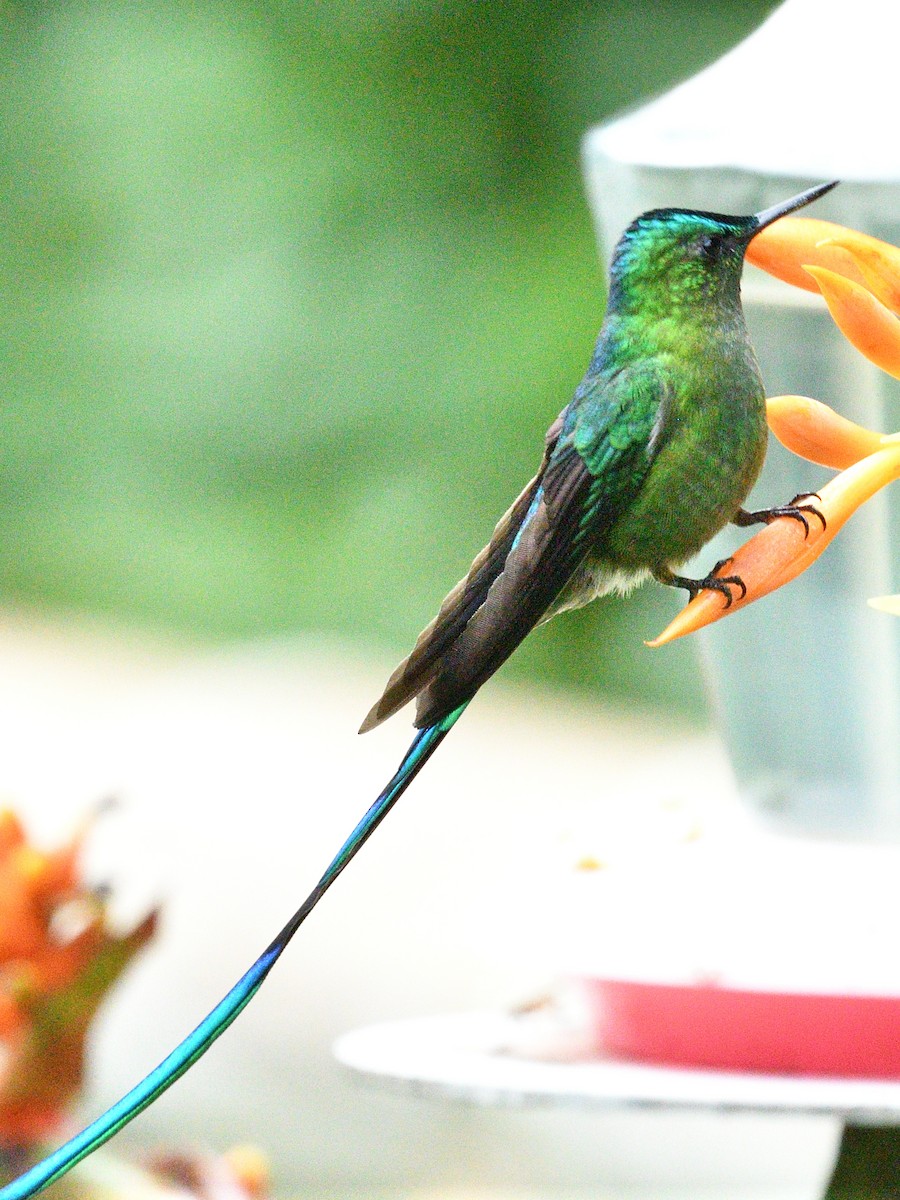 Long-tailed Sylph - ML638775673