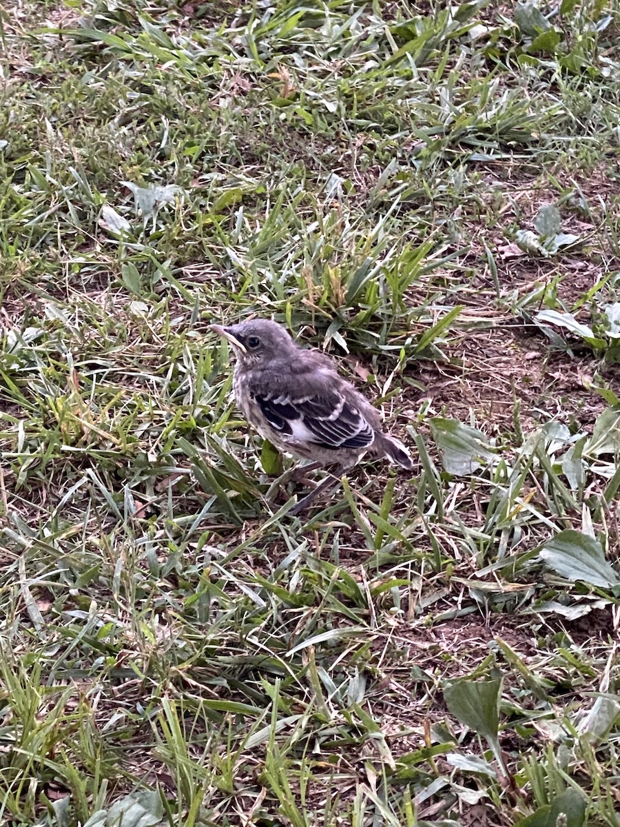 Northern Mockingbird - ML638775674