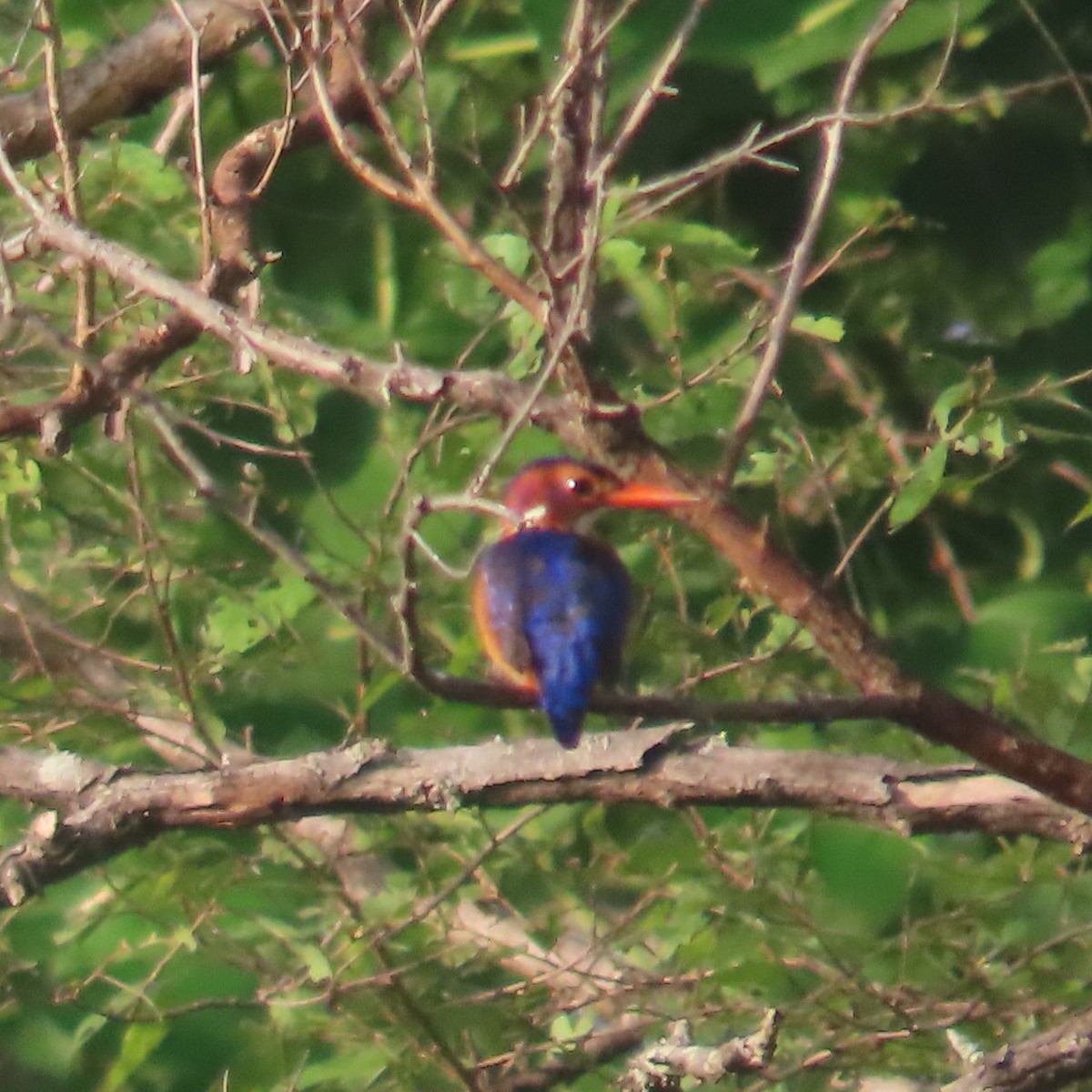 Malachite Kingfisher (Mainland) - ML638775679