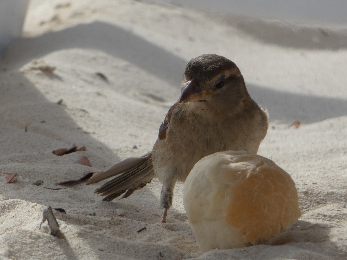 House Sparrow - ML638775682
