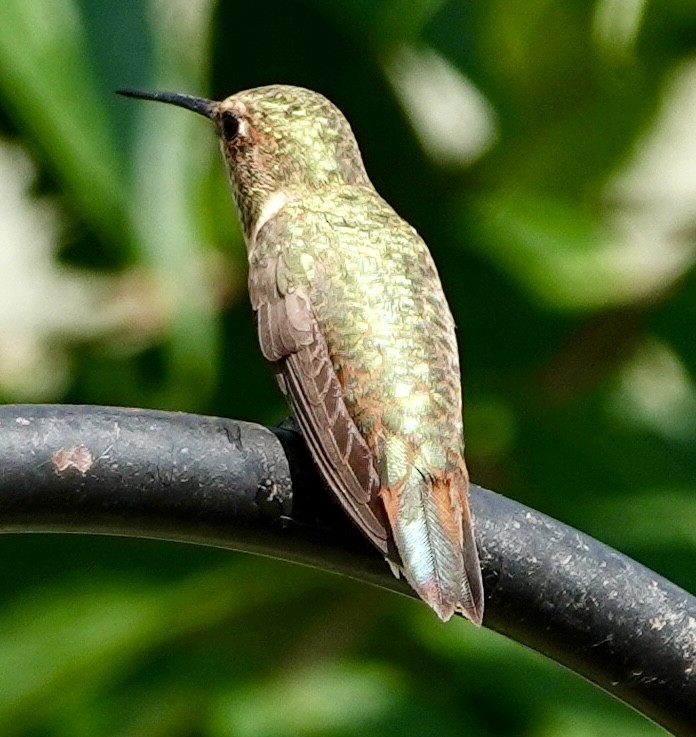 Rufous Hummingbird - ML638775736
