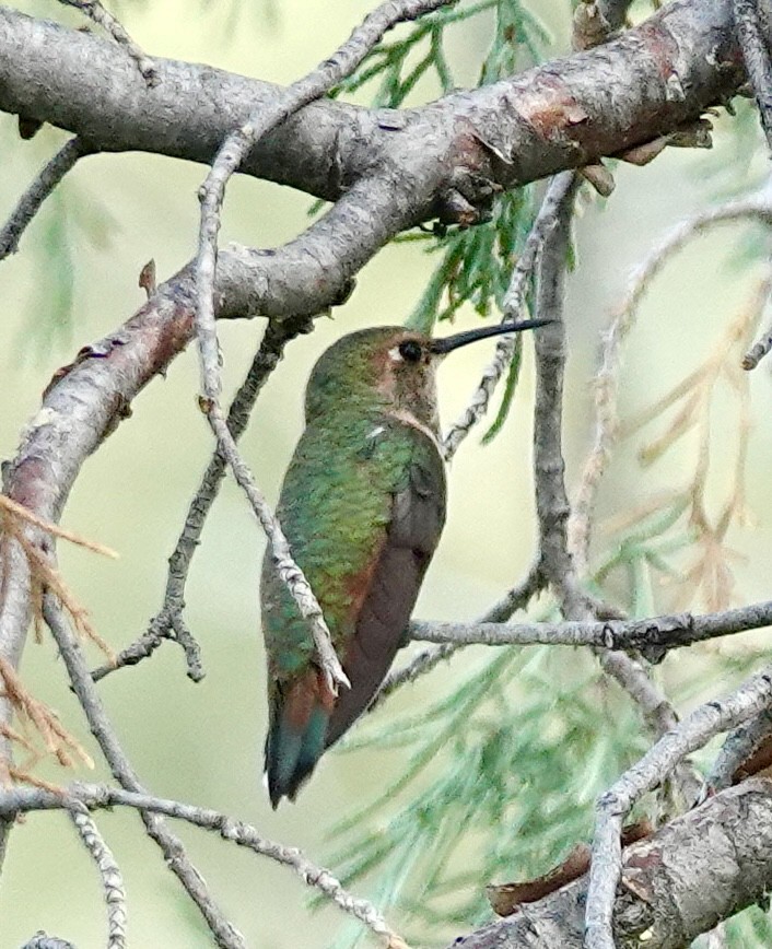 Rufous Hummingbird - ML638775737