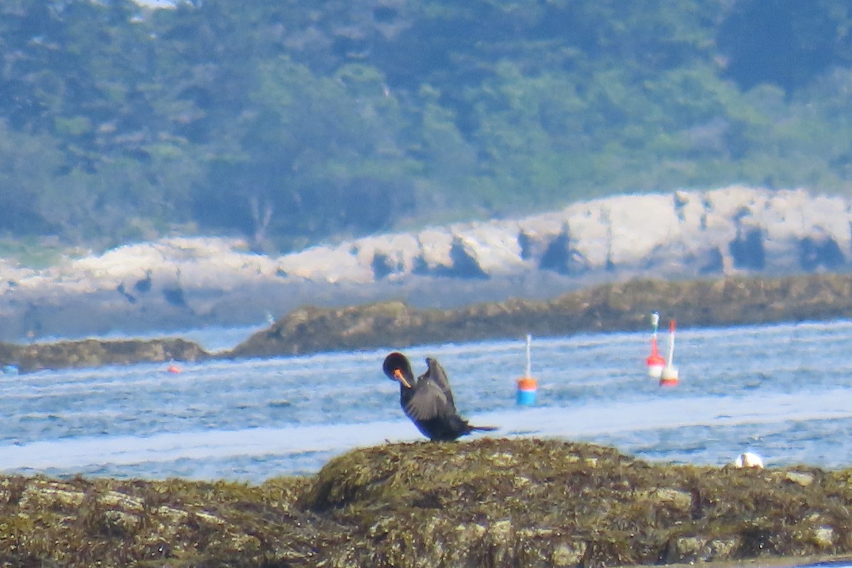 Cormoran à aigrettes - ML638775751