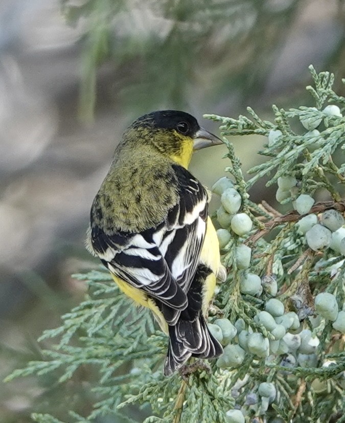 Lesser Goldfinch - ML638775760
