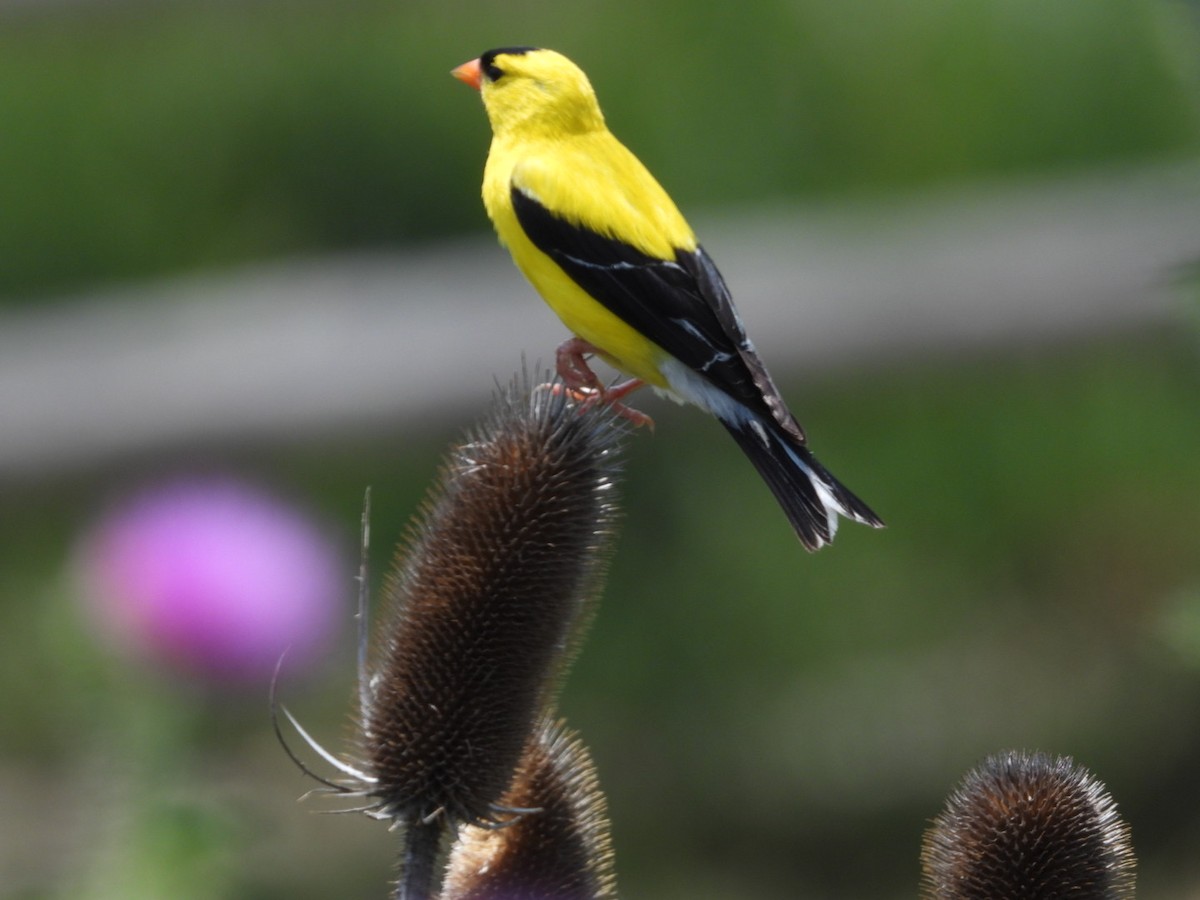 American Goldfinch - ML638775768