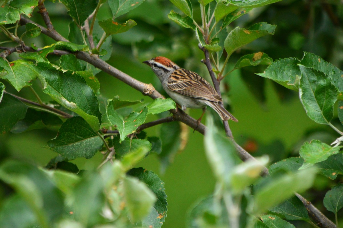 Chipping Sparrow - ML638775771