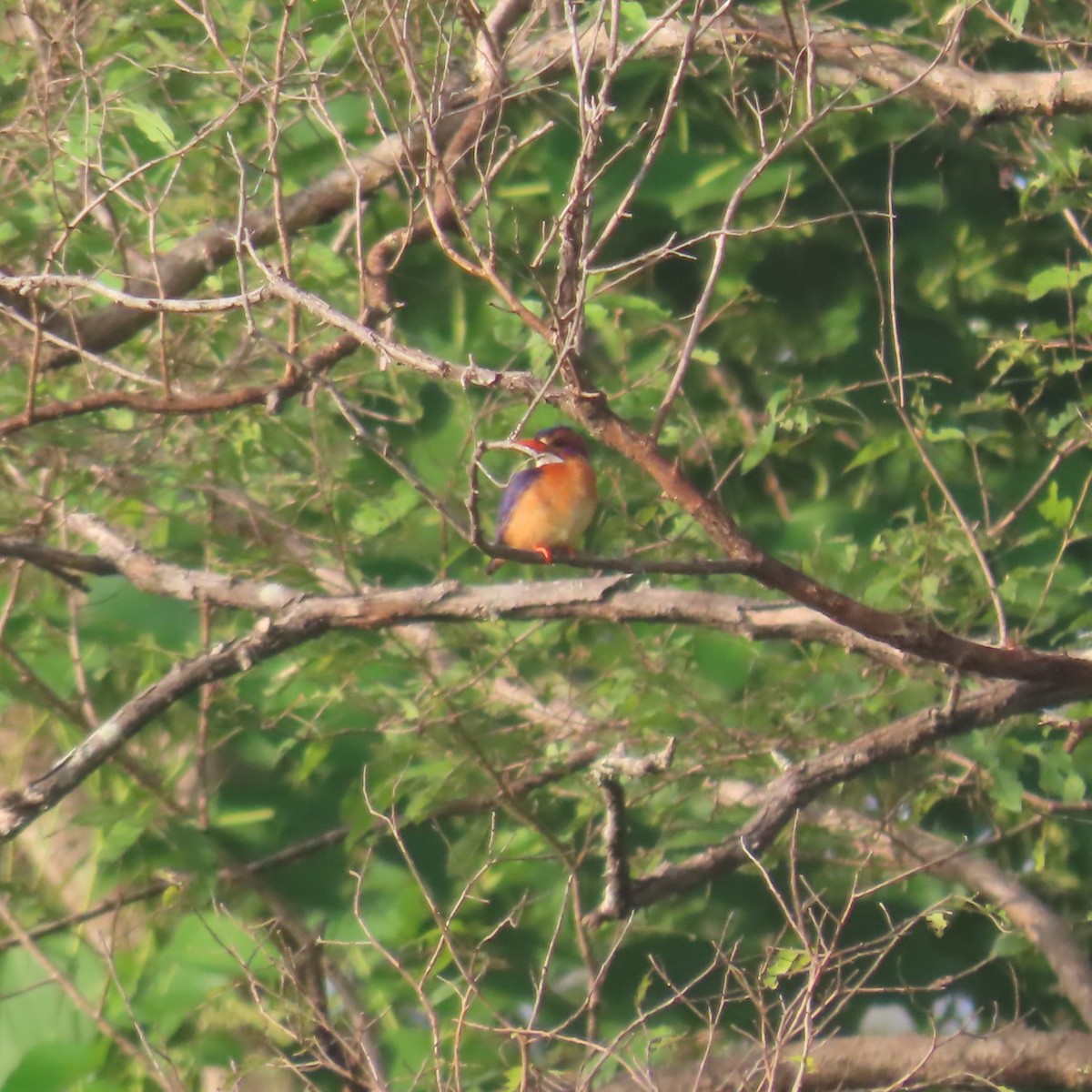 Malachite Kingfisher (Mainland) - ML638775776