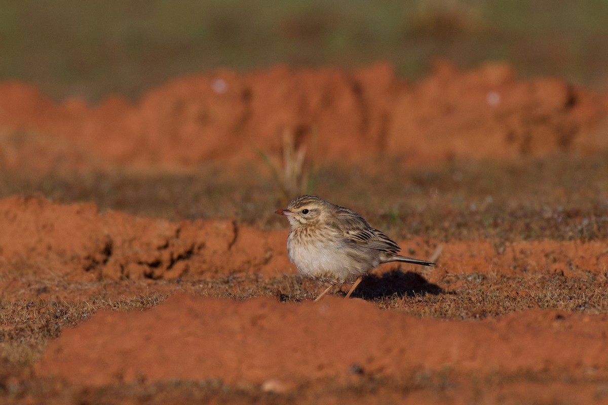 Australian Pipit - ML638775778