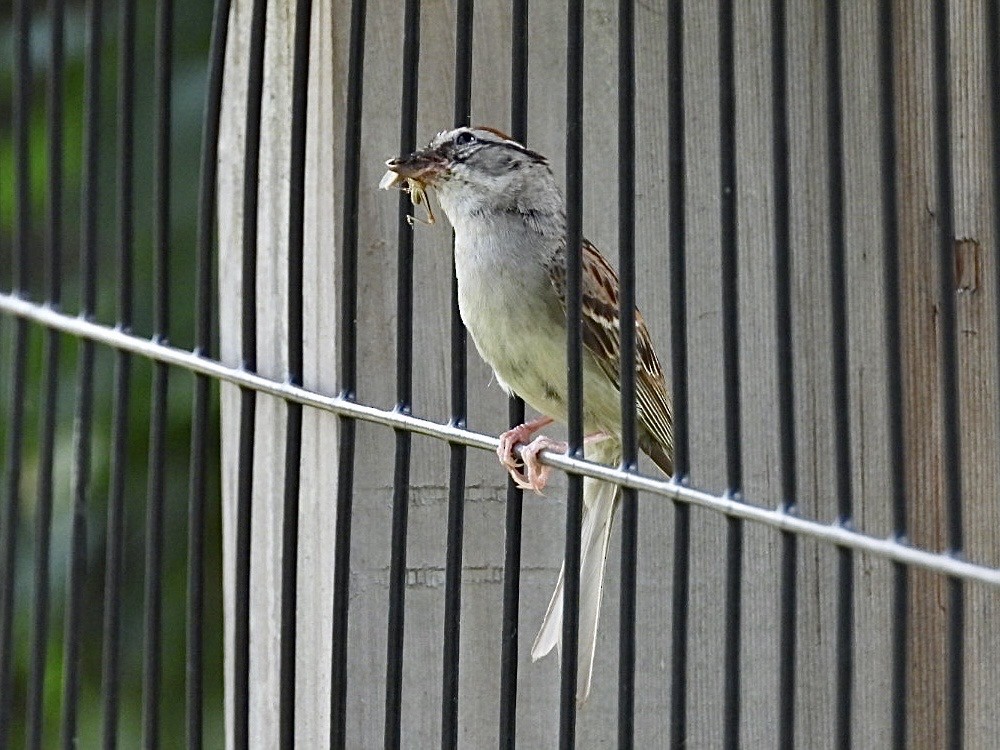 Chipping Sparrow - ML638775781