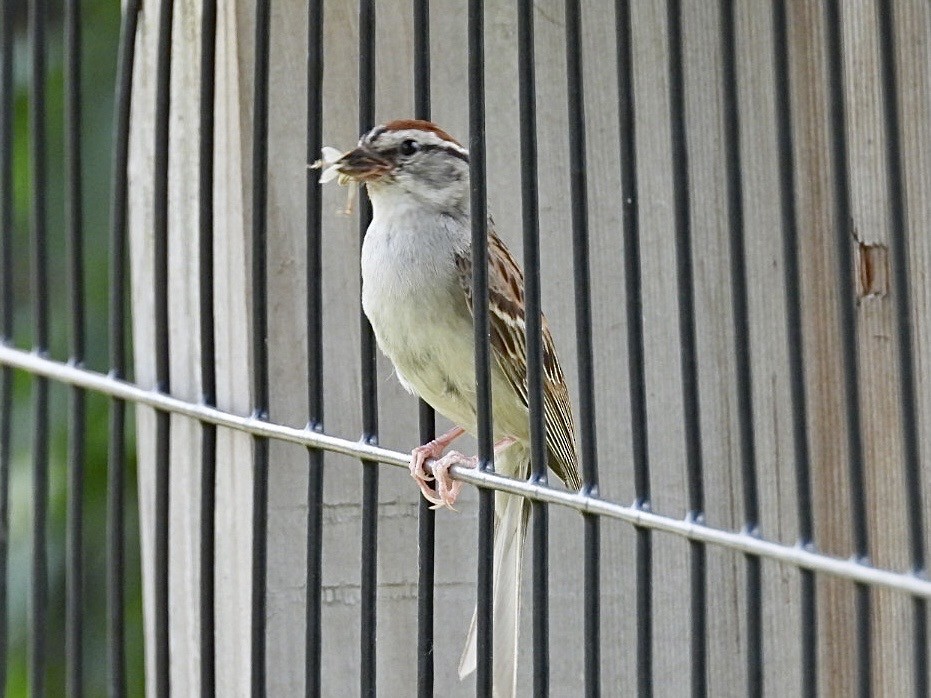 Chipping Sparrow - ML638775782