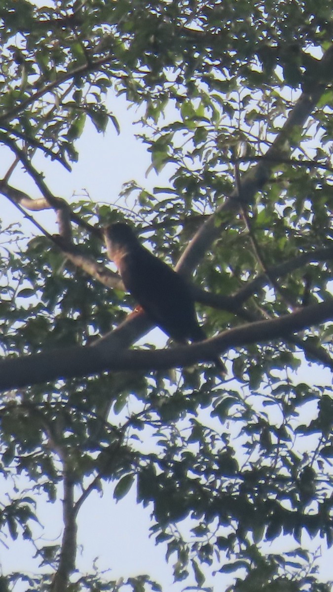 Red-chested Cuckoo - ML638775804