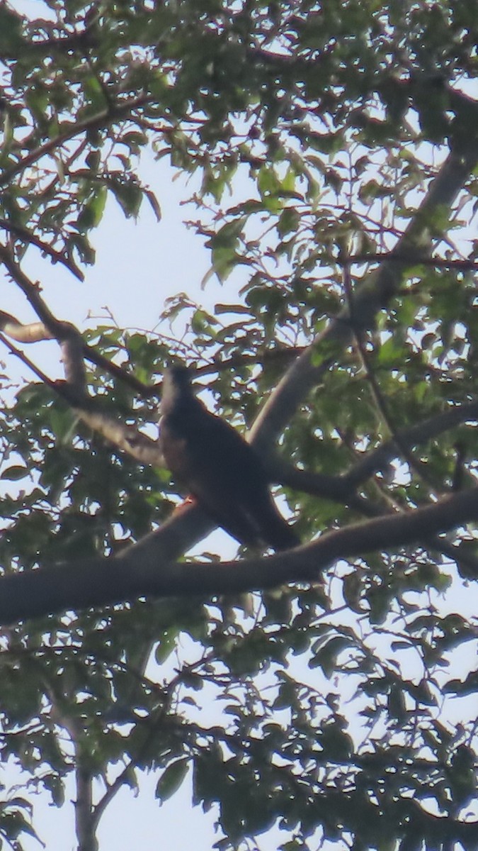 Red-chested Cuckoo - ML638775805