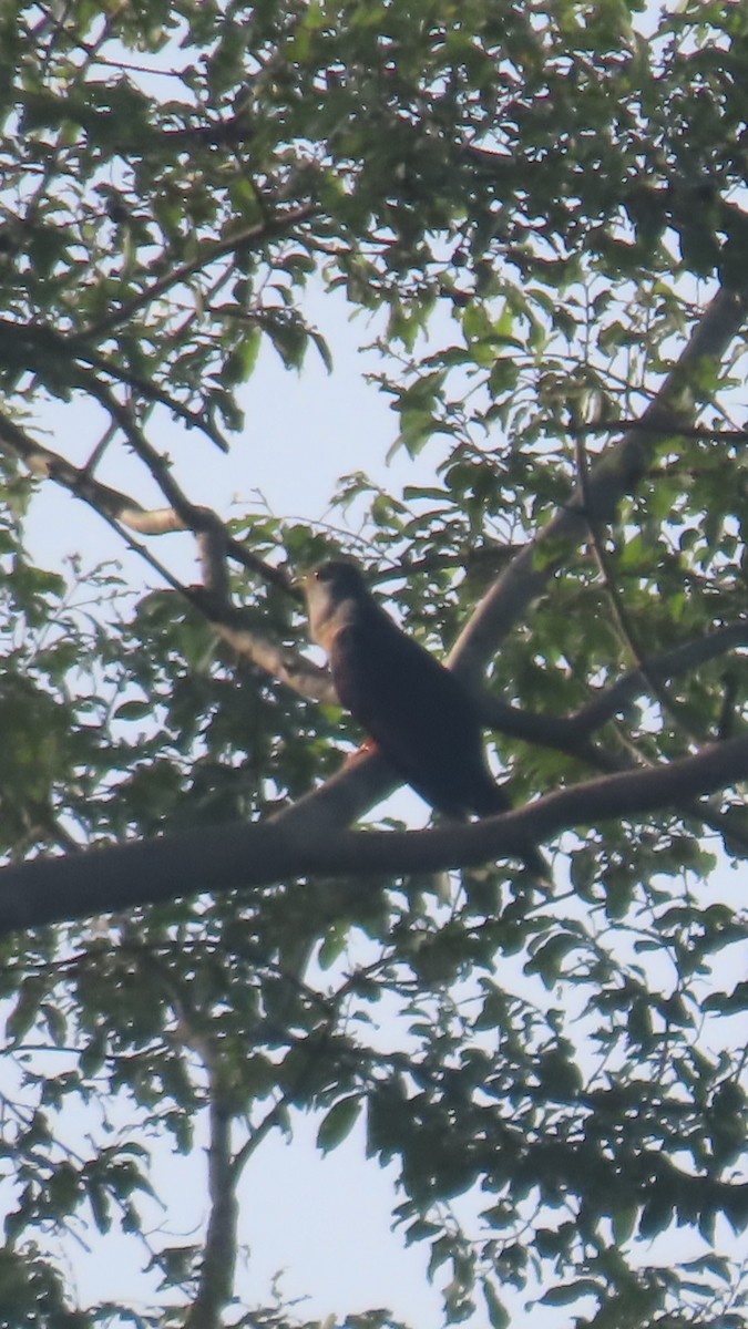 Red-chested Cuckoo - ML638775806