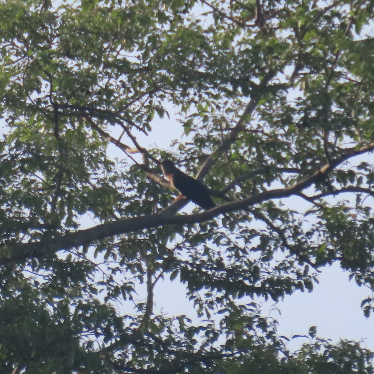 Red-chested Cuckoo - ML638775807