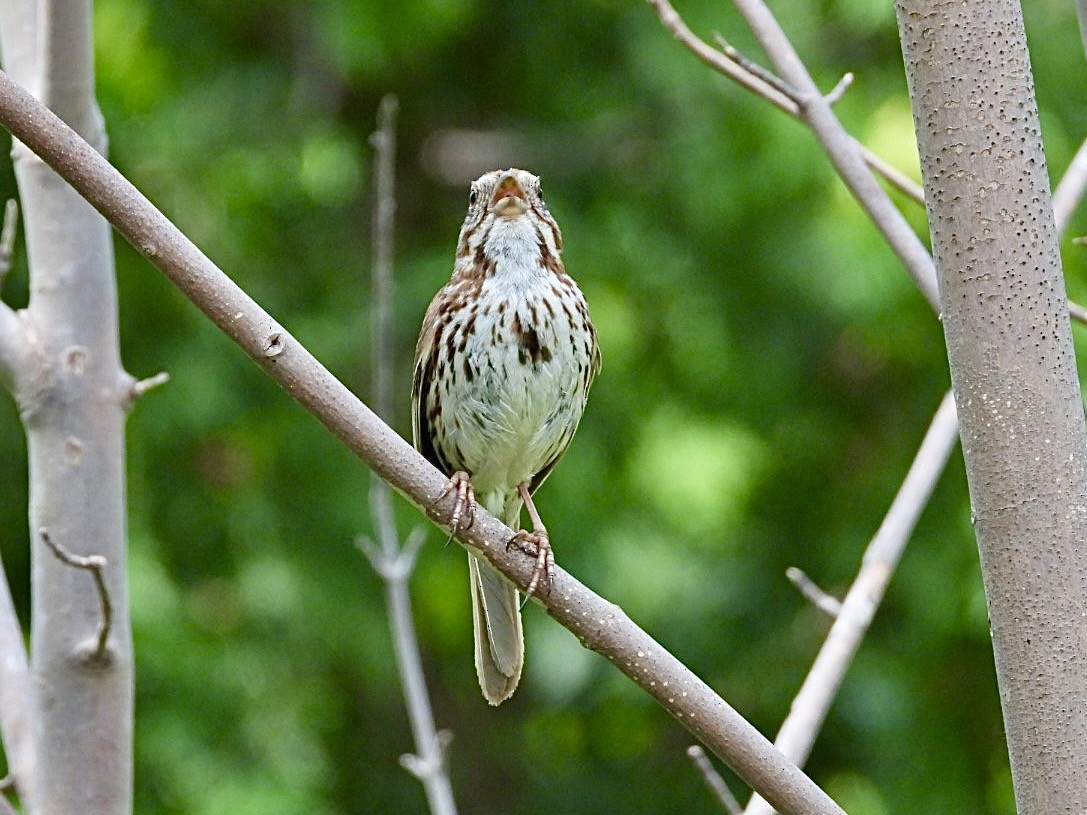 Song Sparrow - ML638775846