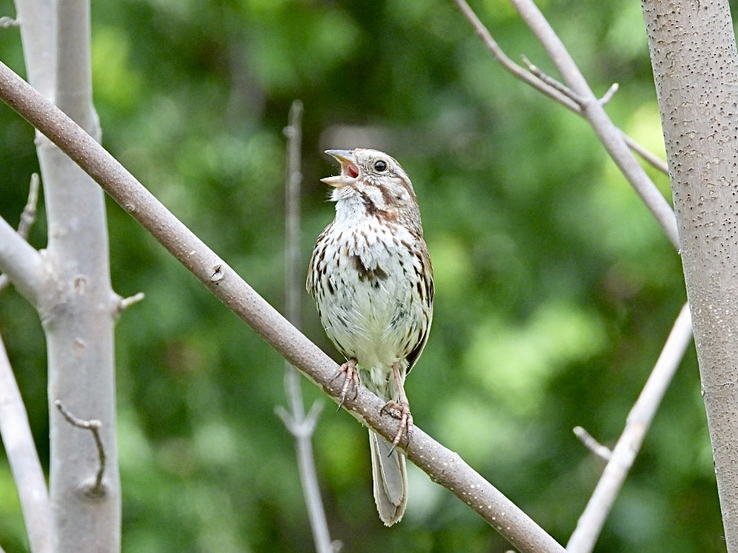 Song Sparrow - ML638775847