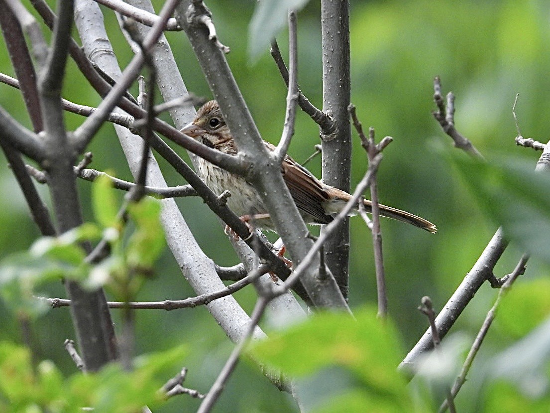 Song Sparrow - ML638775856