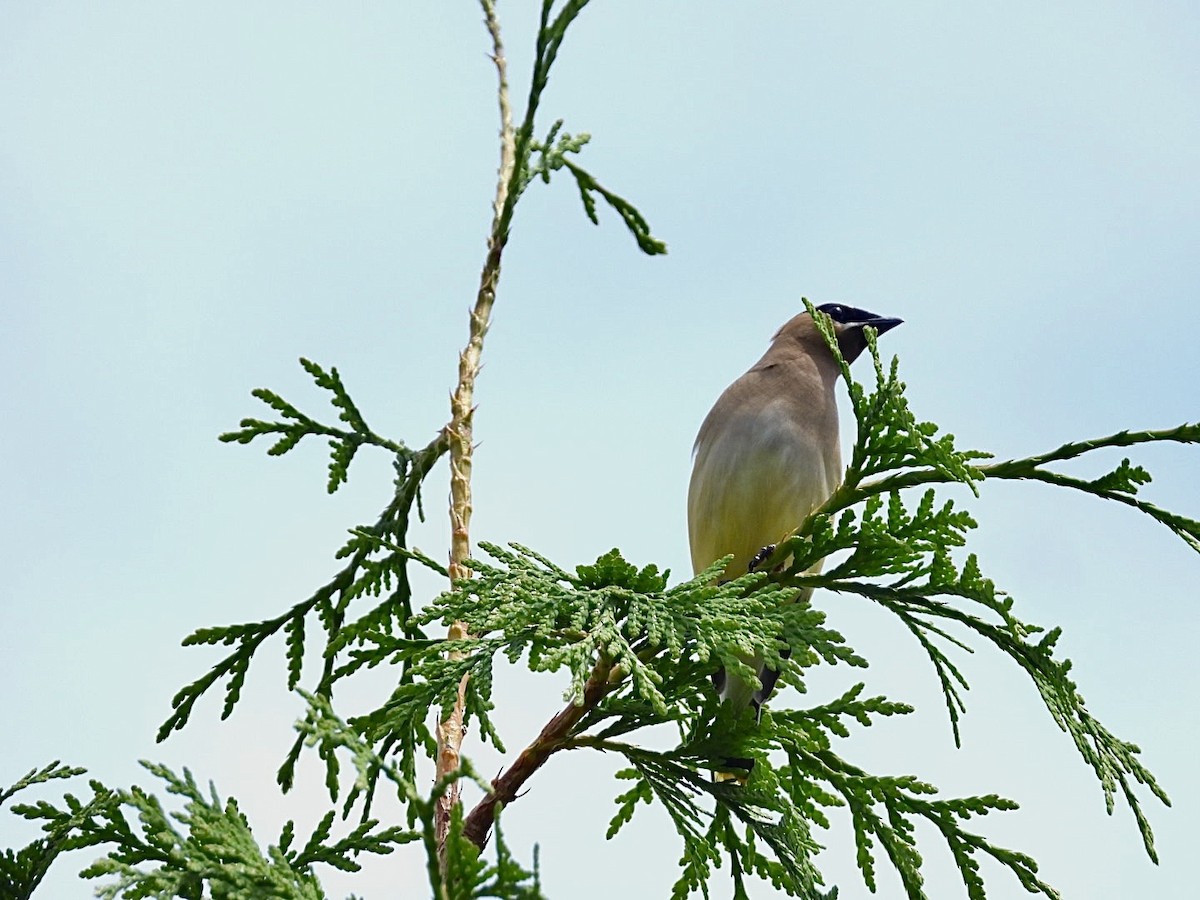 Cedar Waxwing - ML638775876