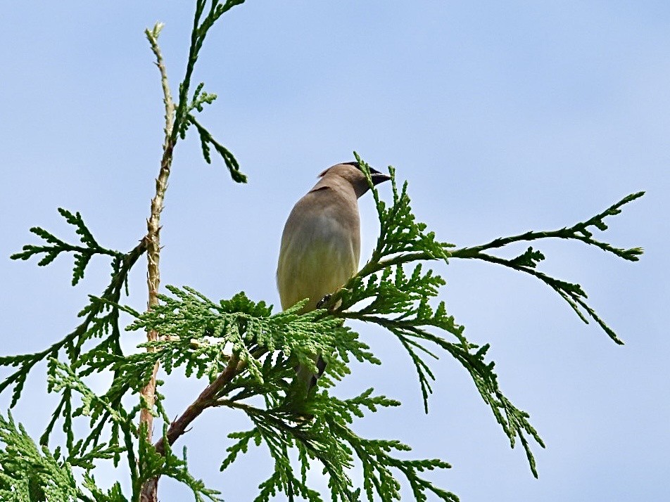 Cedar Waxwing - ML638775877
