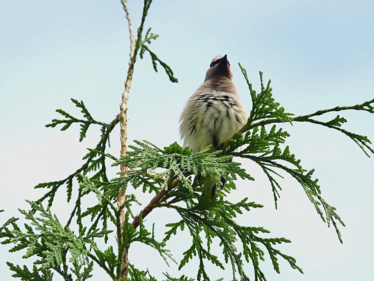 Cedar Waxwing - ML638775878