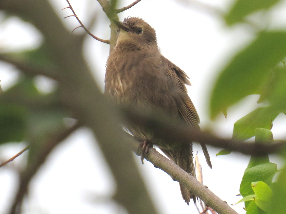 European Starling - ML638775891