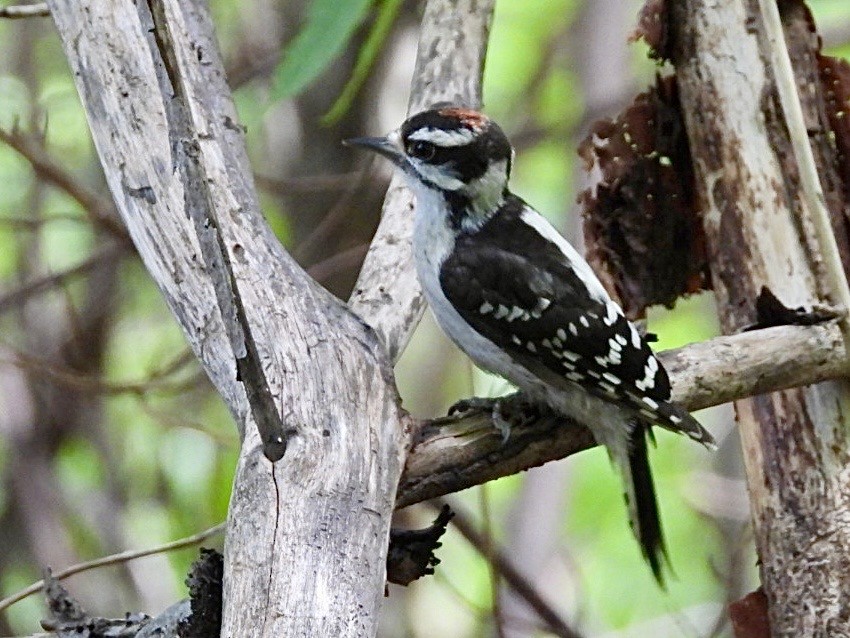 Downy Woodpecker - ML638775899
