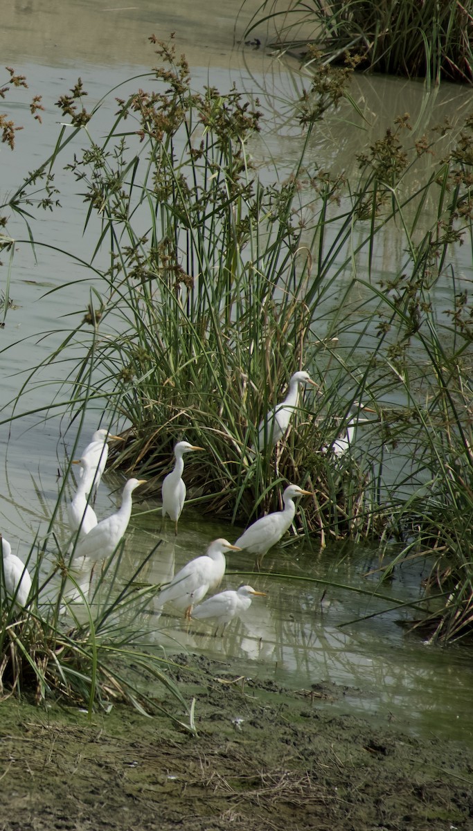 Western Cattle-Egret - ML638775900
