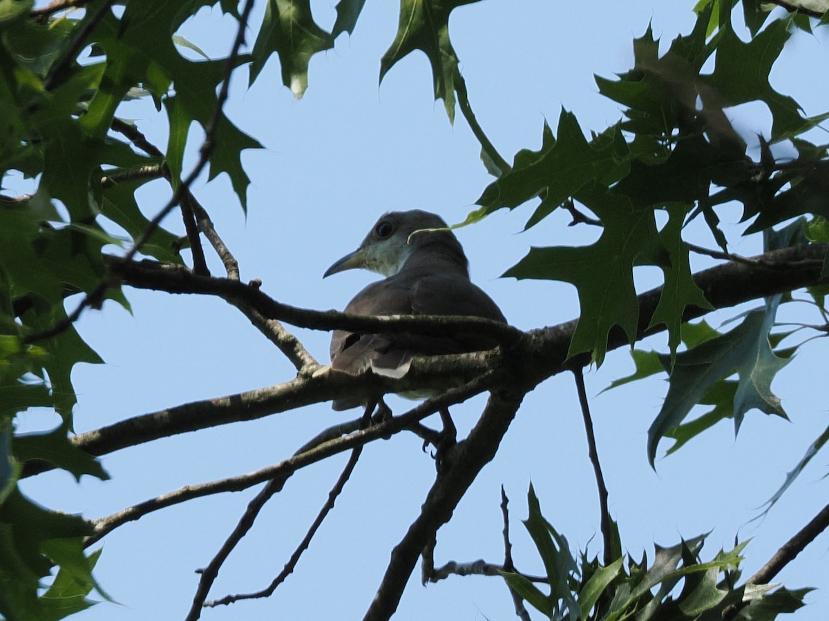 gulnebbgjøk - ML638775909