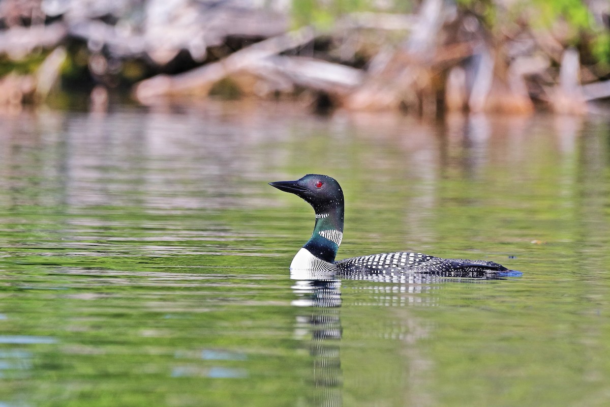 Common Loon - ML638775926