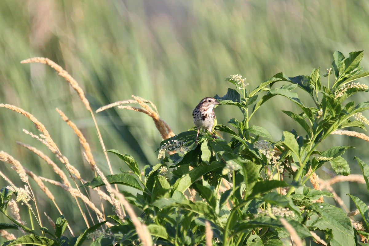 Song Sparrow - ML638775937