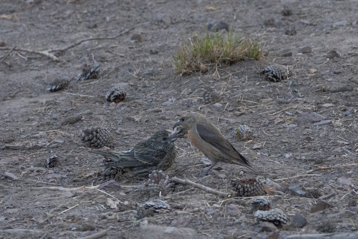 Cassia Crossbill - ML638775945