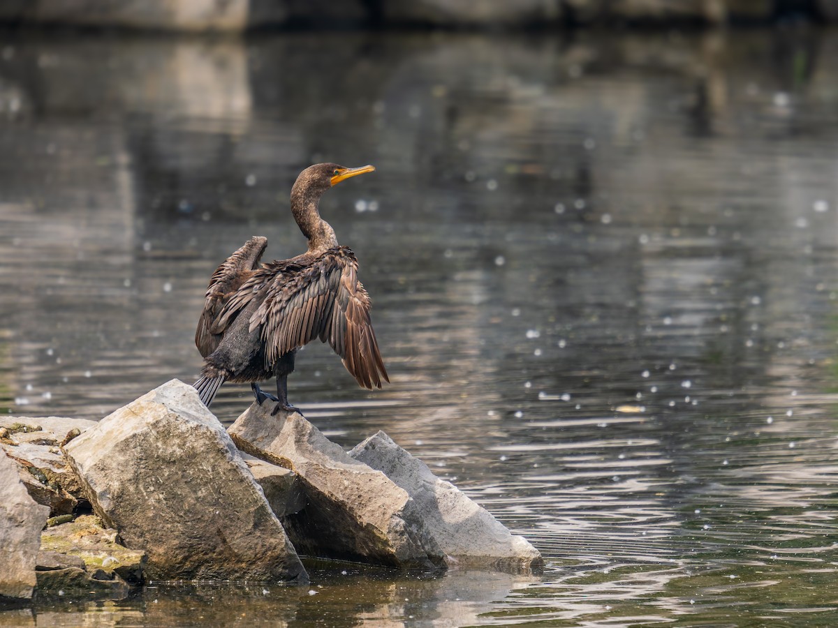 Cormoran à aigrettes - ML638775948